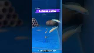 LELEUPI CICHLID [upl. by Conrad]