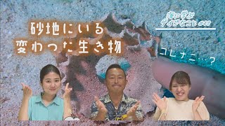 【週刊テレビあがんにゃ】10月の海に学ぶダイジなこと！こんなところに？！なんだこりゃ！『砂地の変わった生き物』！ [upl. by Alial]