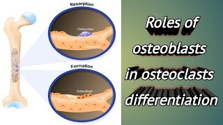 Roles of osteoblasts involved in osteoclasts differentiation ISM [upl. by Yecac]