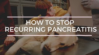 Stop recurring Pancreatitis in Dogs 5 Natural Remedies [upl. by Chavez]