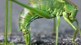 Grasshopper Katydid laying eggs  sprinkhaan legt eieren [upl. by Beckerman347]