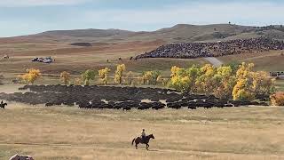 Buffalo Roundup at Custer state park in South Dakota 2023 see SDPB link below [upl. by Layap219]