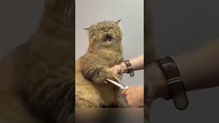 Kucing Kelen gini gak gaes cat kucingimutlucu funny kucingkucu catlover shortsvideo cat [upl. by Shum]