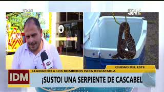 Susto en el Este Encontraron una serpiente de cascabel [upl. by Zenas]