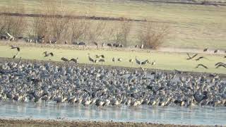 Grulla común  Grus grus 24022023 elanio1972 [upl. by Hurless]