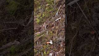 Reforesting Paradise Journey of a Lone Planter in Haida Gwaiis Remote Mountains tree hardwork [upl. by Lionello]