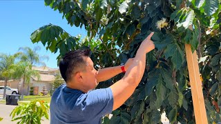 Growing Inga Ice Cream Bean Trees in 25°F  115°F Climate [upl. by Apthorp663]