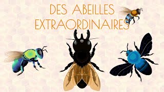 Les abeilles extraordinaires 🐝 [upl. by Annuhsal]