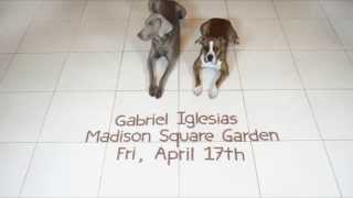 These dogs are smarter than most of my friends  Gabriel Iglesias [upl. by Celka]