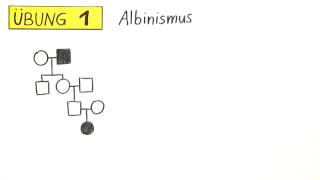 Erstellung und Analyse des Stammbaums  Übung  Biologie  Genetik [upl. by Resiak736]