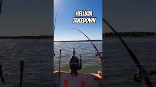 WHAT a Takedown takedowns catfishing catfish youtubeshorts fish fishingshorts angling pesca [upl. by Ahsinuq]