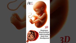 Pregnancy Week by Week Understanding Early Fetal Development medical animation 3d short [upl. by Scholem981]