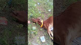 Highway cow car accident viralvideo cowes viralshort sad [upl. by Sirtimed]