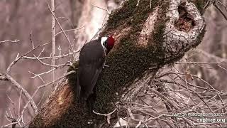 Decorah North Nest 3424 Pair of pileated woodpeckers [upl. by Viviyan185]