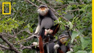 This Endangered Monkey is One of the World’s Most Colorful Primates  Short Film Showcase [upl. by Nixie]