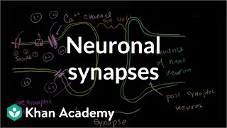 Neuronal synapses chemical  Human anatomy and physiology  Health amp Medicine  Khan Academy [upl. by Sadye]