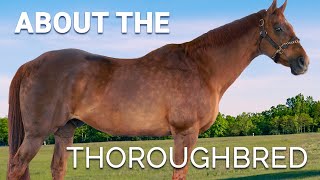 About the Thoroughbred  Horse Breeds [upl. by Ennaillek]