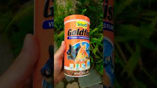 tetra feeding time at the goldfish pond aqualife shorts subscribe [upl. by Armat395]