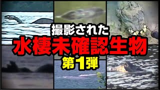 【映像】撮影された水棲未確認生物 [upl. by Parrott]