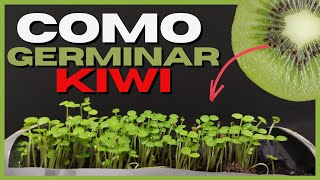 🥝 Cómo GERMINAR KIWI en CASA 🥝 2 Métodos [upl. by Bigler]