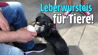 Bonn Leberwursteis für Tiere [upl. by Netsirhk]