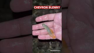 Chevron Blenny  Explore  BycatchAndAdventures blenny marinelife beach tidepools [upl. by Amitie]