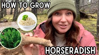 Planting horseradish root  container gardening [upl. by Ansel]