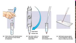 What is Karyotyping [upl. by Hayarahs]