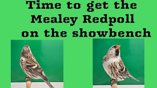 Time to get the Mealey Redpoll on the Show bench [upl. by Erdua]