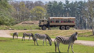 Thoiry Zoo Safari  Tour du safari en voiture [upl. by Udale]