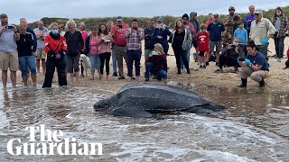 Giant leatherback sea turtle stranded on Cape Cod rescued by volunteers [upl. by Mimi214]