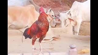 wow aseel hen video sound murgi video village  life video [upl. by Won]