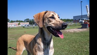 Outer Bank SPCA Pet of the Week  Bailey September 5 2023 [upl. by Eelra706]