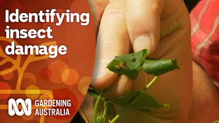 Tips for identifying insects in your garden amp why you should  Gardening 101  Gardening Australia [upl. by Oralla]