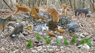 CRIEI UMA FONTE DE ÁGUA NATURAL EM UM LUGAR ESCASSO [upl. by Son]