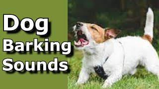 Dog Barking Sounds See How Your Dog REACTS prankyourdog dog dogs [upl. by Betteanne973]