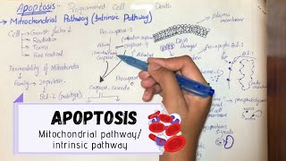 ApoptosisMitochondrial pathwayIntrinsic pathway UrduHindi ENGLISH SUBS [upl. by Sonni379]