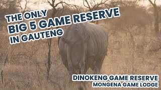 The only BIG FIVE game reserve in GAUTENG  Dinokeng Game Reserve  Mongena Game Lodge [upl. by Ruon]