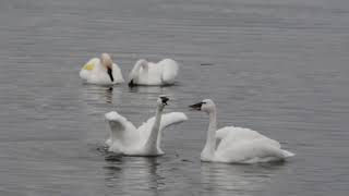 Tundra Swans Hoot and Trumpeter Swans Honk [upl. by Ming]