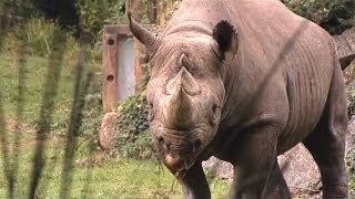 Paignton Zoo  Watch This Video For A Quick Tour Of The Zoo [upl. by Kudva799]