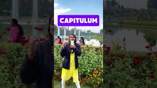 Plant family for neet  Asteraceae family  Best video [upl. by Eslud]