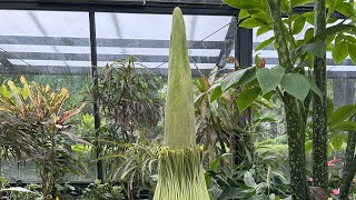 Corpse Flower Livestream [upl. by Rostand791]