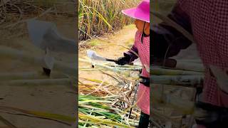 Harvesting sugarcane process [upl. by Lashar858]