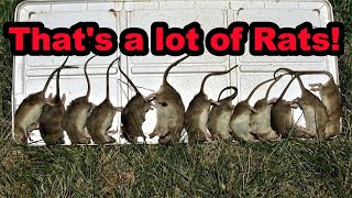 24 Rats vs 2 Dogs [upl. by Wiley848]