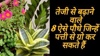 Easy and Fast Growing Plants at Home Garden  Easy Plants to Grow for Beginners [upl. by Roane363]