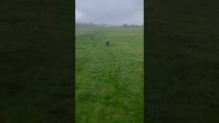 Free running dogwalkerlife labrador dogwalk mydog [upl. by Adnwahs]