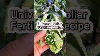 Universal Foliar fertilizer recipe shortvideo garden howto youtubeshorts viralvideo video [upl. by Acinomaj]