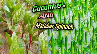 How to grow Cucumber and Malabar spinach together using Soil  how to grow cucumbers at home [upl. by Rhiamon]