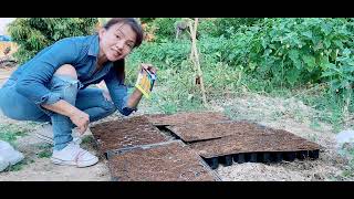 Planting Corns Seeds in my garden Chiang Mai [upl. by Pierrette]