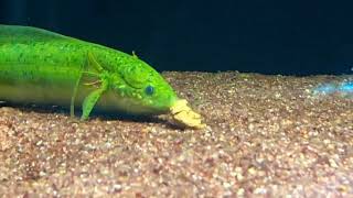 Gilled Lungfish Feeding  Protopterus Amphibius [upl. by Nylhsa]